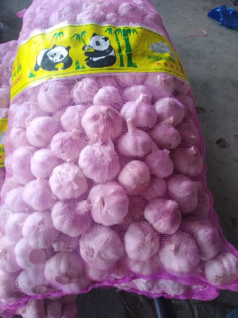 紫皮大蒜