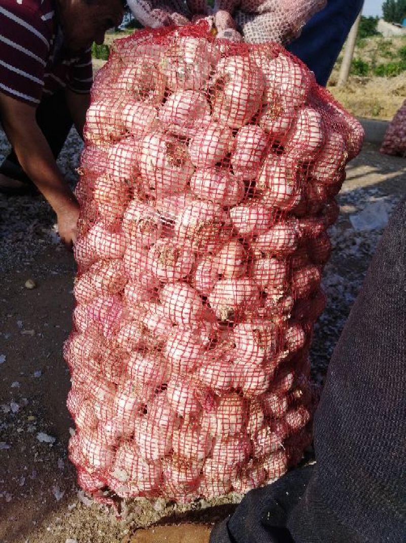 紫皮大蒜