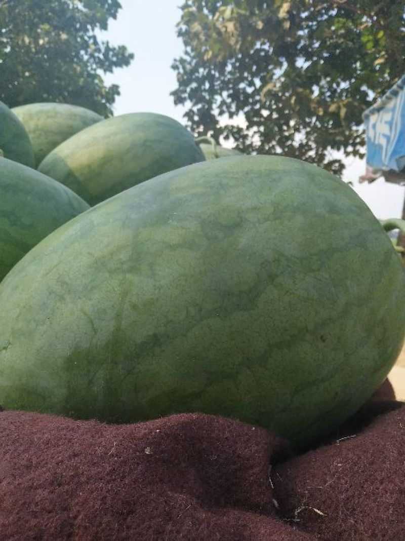 优质龙卷风西瓜八斤打底基地直供一手货源可视频看货