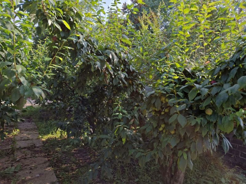出售优质山地
