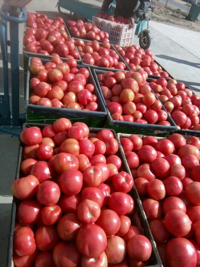 新茬精品硬粉.大红柿子已上市啦……！
