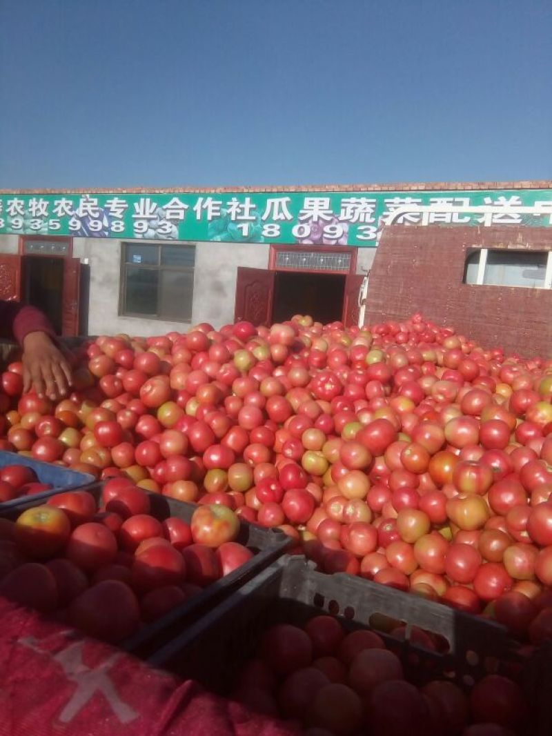 新茬精品硬粉.大红柿子已上市啦……！