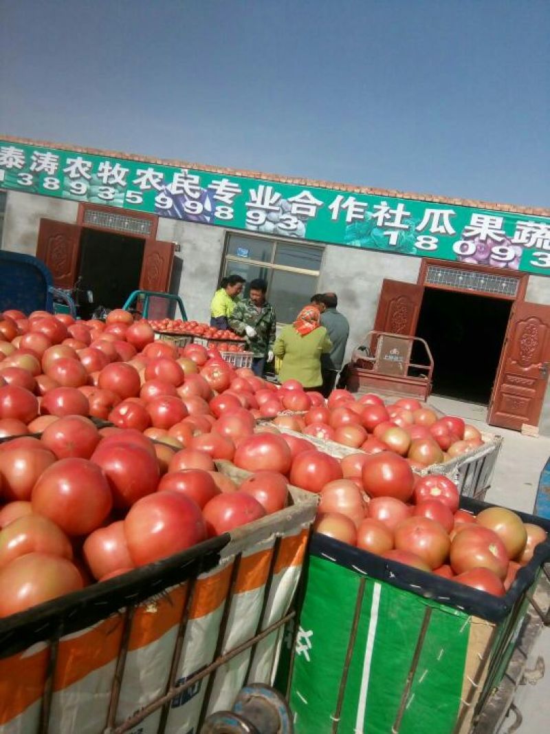 新茬精品硬粉.大红柿子已上市啦……！