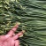 寿光韭苔，新鲜，嫩，现摘。