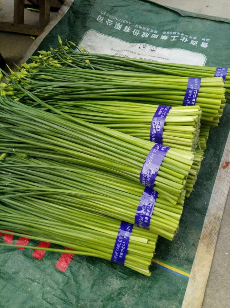 寿光韭苔，新鲜，嫩，现摘。