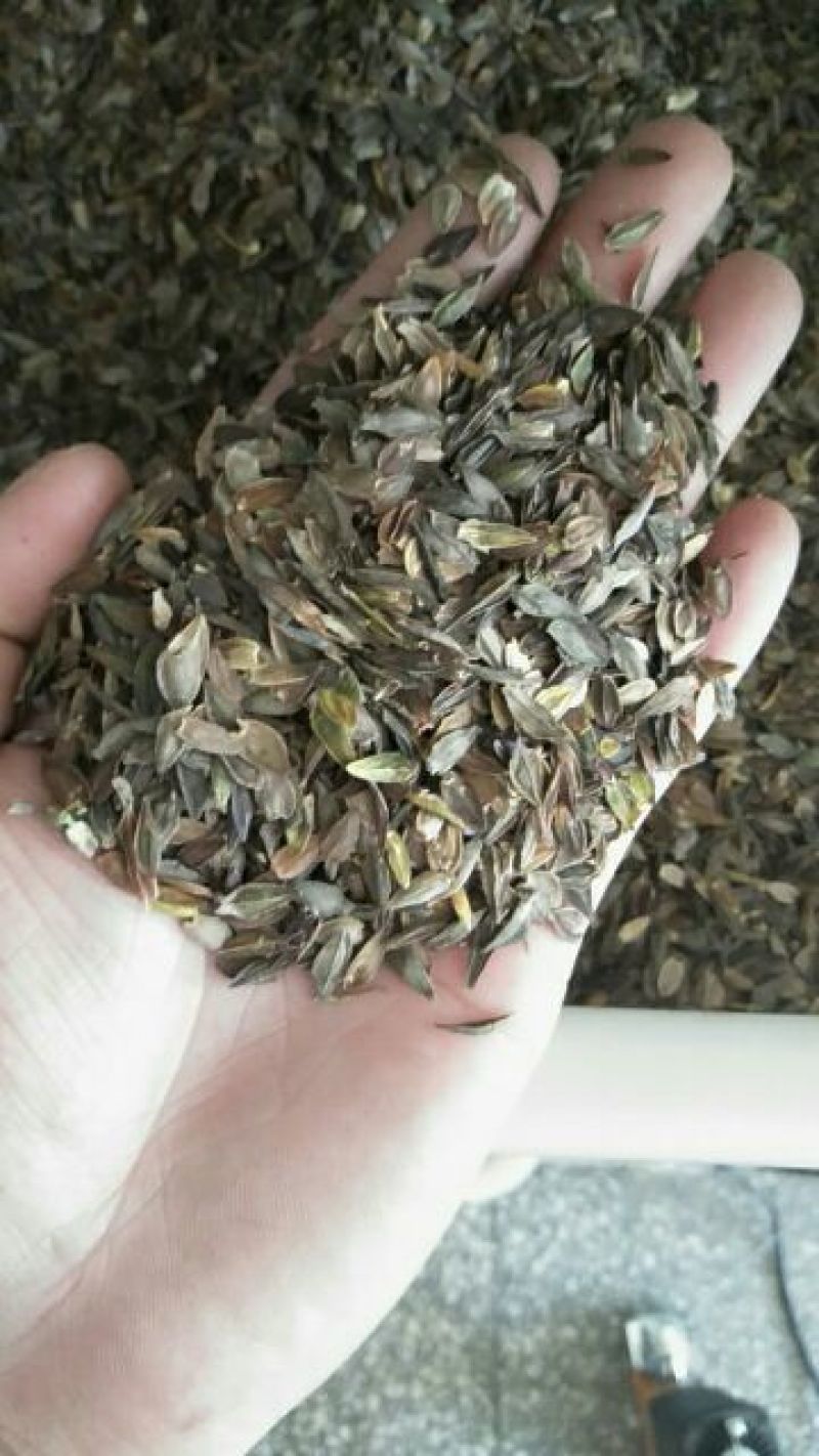 百日草种子。夏播。花期长，发芽率高。