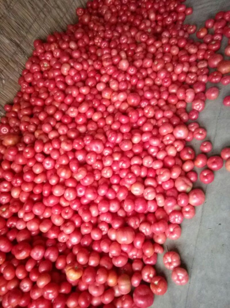 新茬精品硬粉.大红柿子已上市啦……！