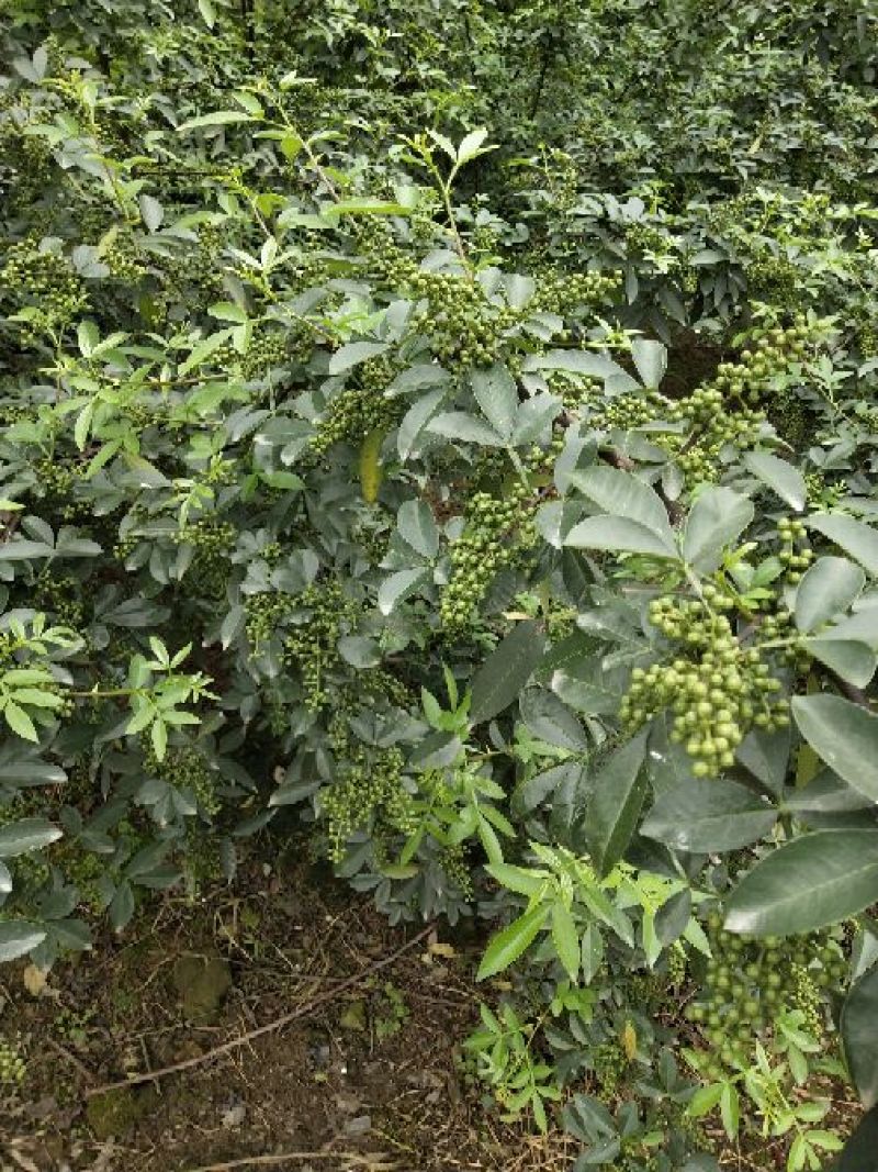 正宗江津区九叶青麻椒，麻香，长期有货，需要联系。