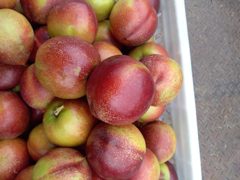 9602露天大油桃。6月10号上市。