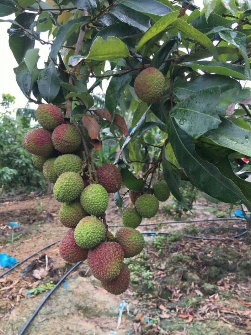 一骑红尘妃子笑，无人知是荔枝来，妃子笑荔枝