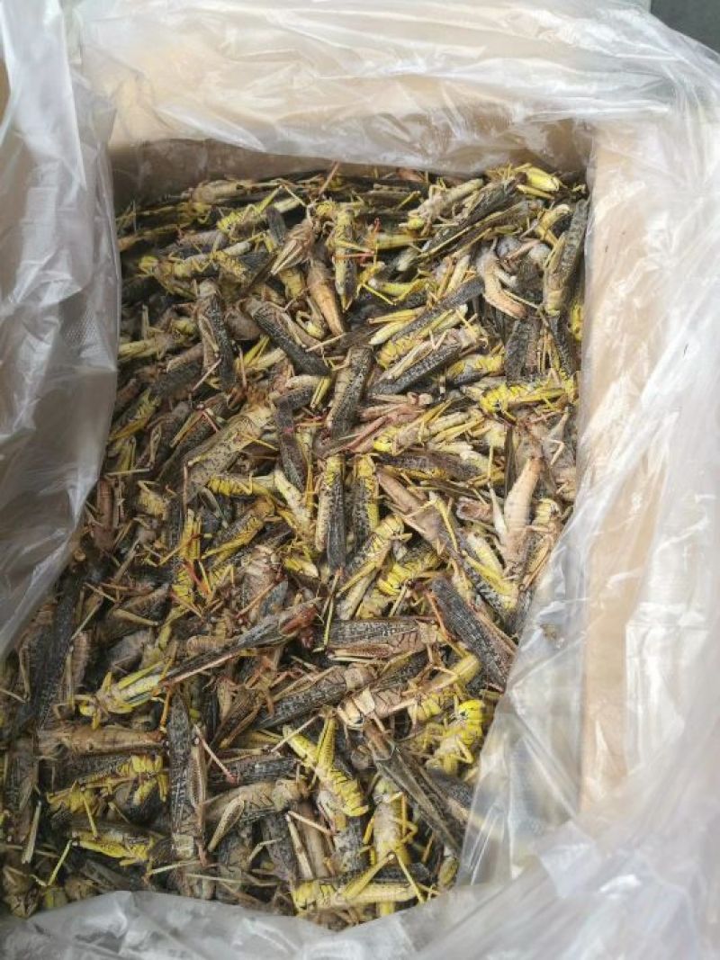 东亚飞蝗蝗虫蚂蚱