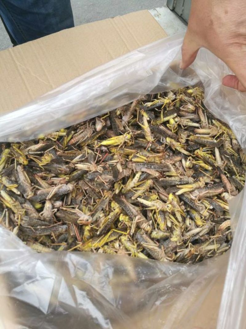 东亚飞蝗蝗虫蚂蚱