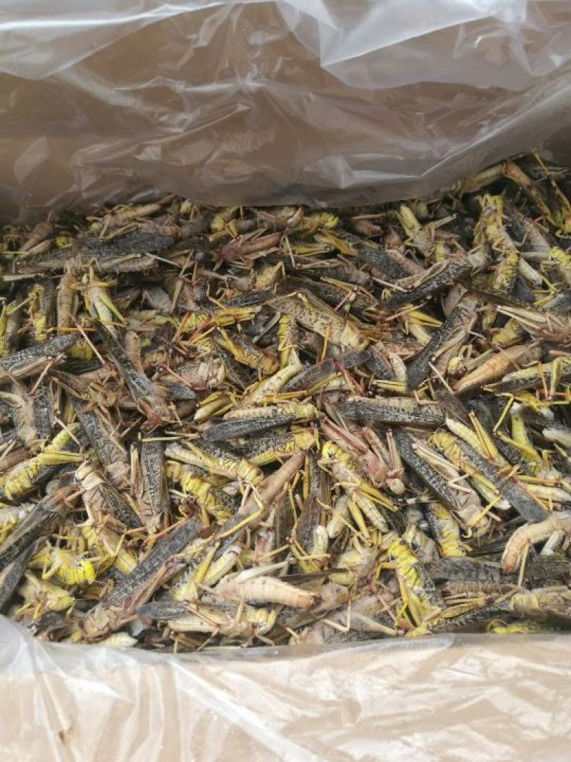 东亚飞蝗蝗虫蚂蚱