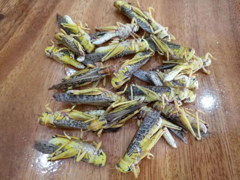东亚飞蝗蝗虫蚂蚱