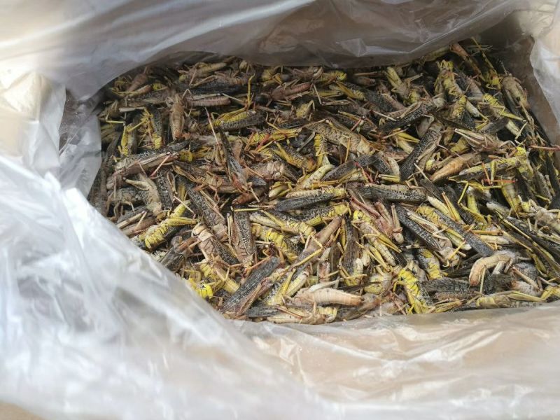东亚飞蝗蝗虫蚂蚱