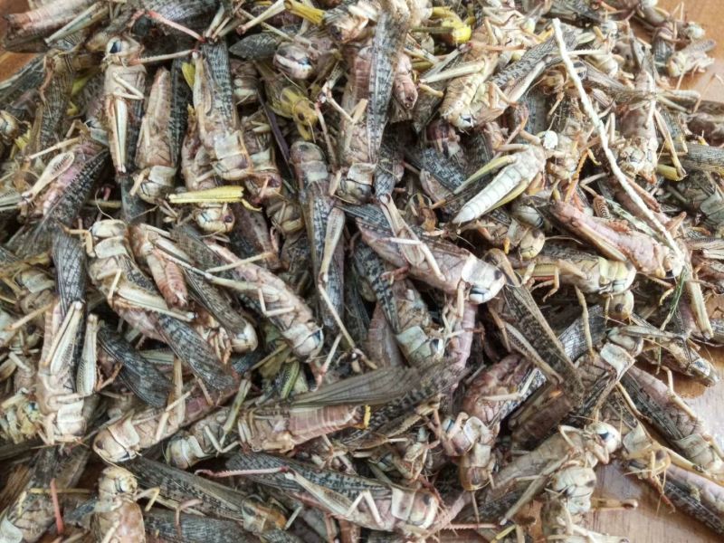 东亚飞蝗蝗虫蚂蚱