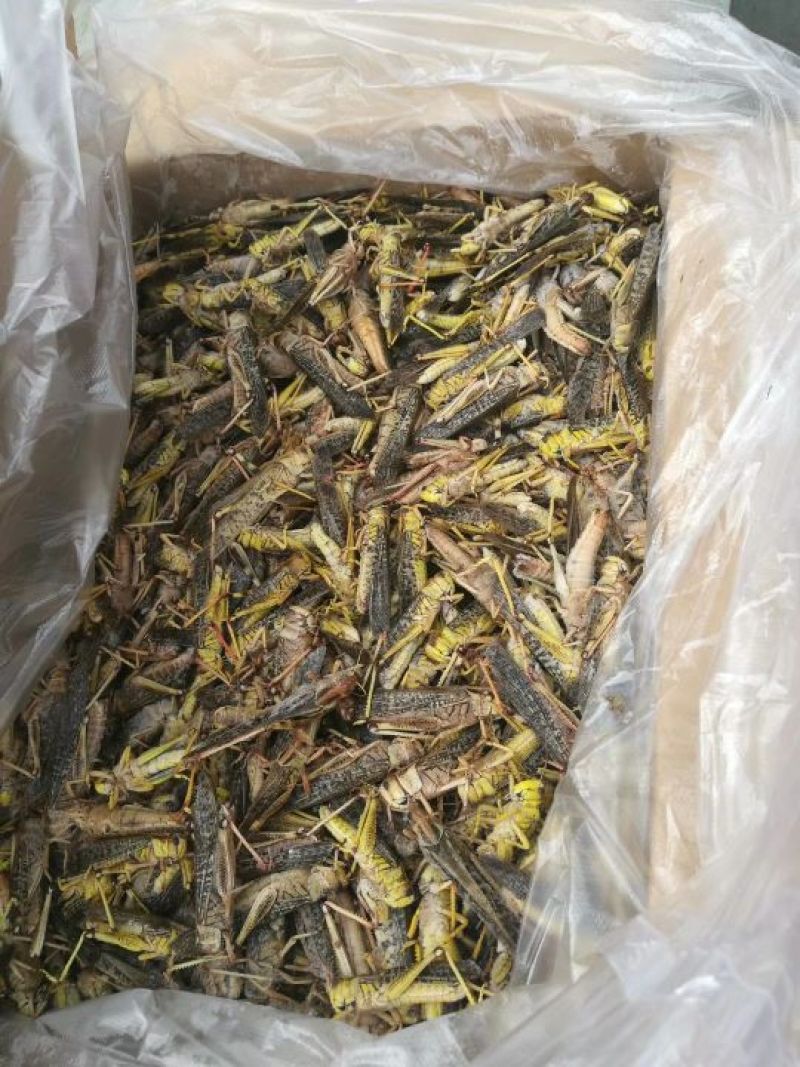 东亚飞蝗蝗虫蚂蚱