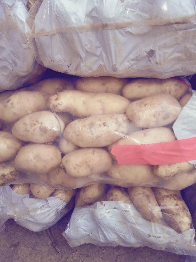 荷兰十五土豆3两起步不封顶，冷库有货，保质保量价格低
