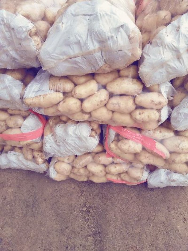 荷兰十五土豆3两起步不封顶，冷库有货，保质保量价格低