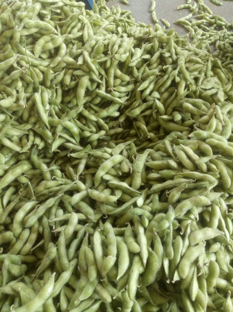翠绿宝，精品大夹翠绿宝，优质货源，上货量大！