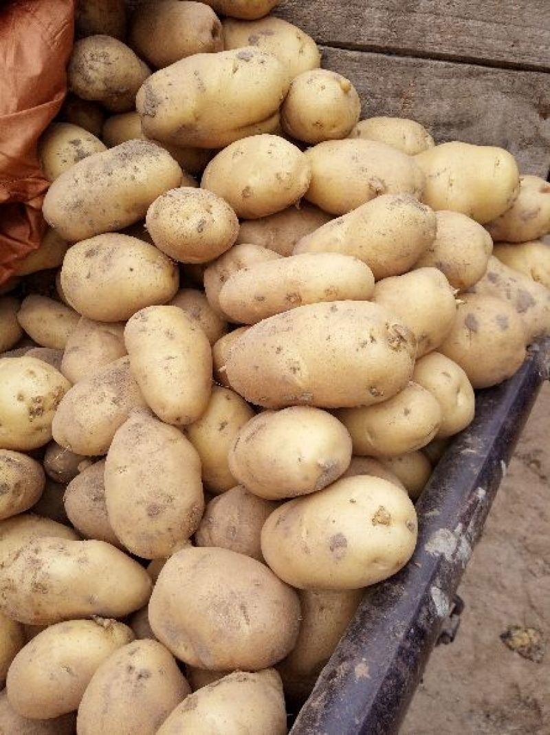 荷兰十五土豆3两起步不封顶，冷库有货，保质保量价格低