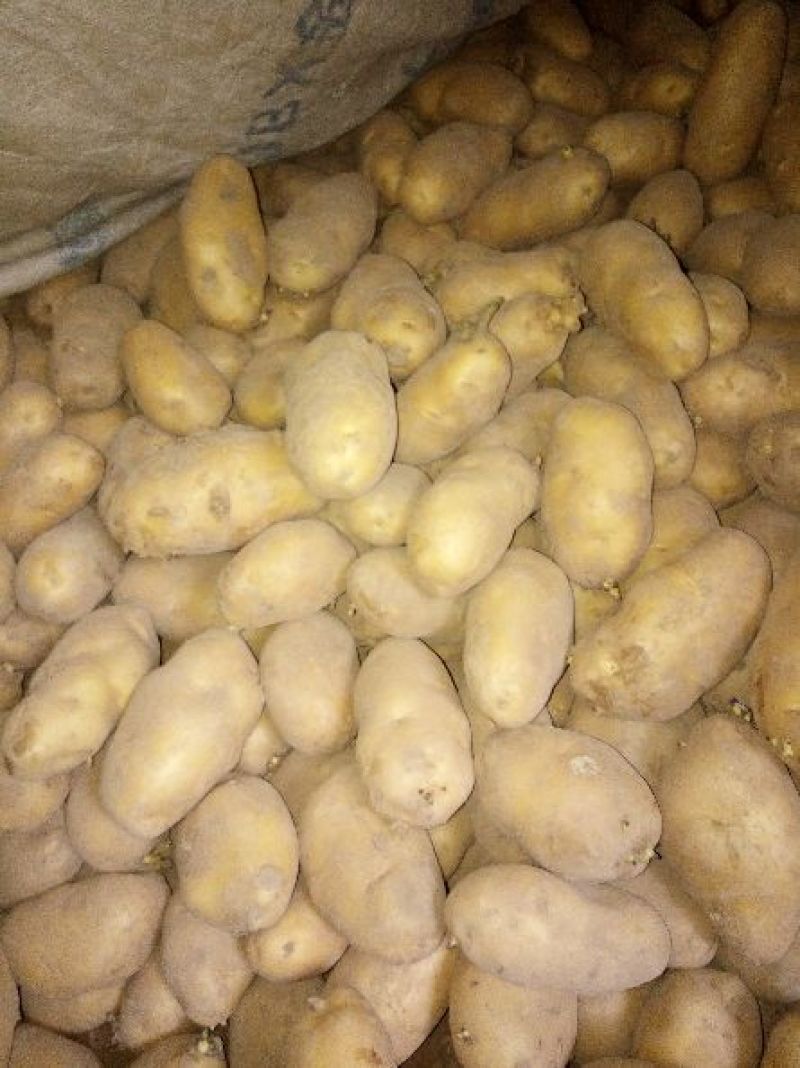 荷兰十五土豆3两起步不封顶，冷库有货，保质保量价格低