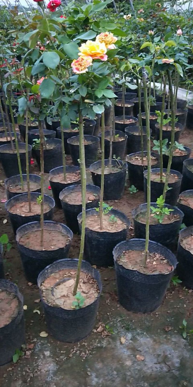 树桩月季1-5公分粗
