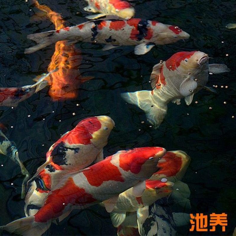 现货阪井锦鲤10-35cm批发