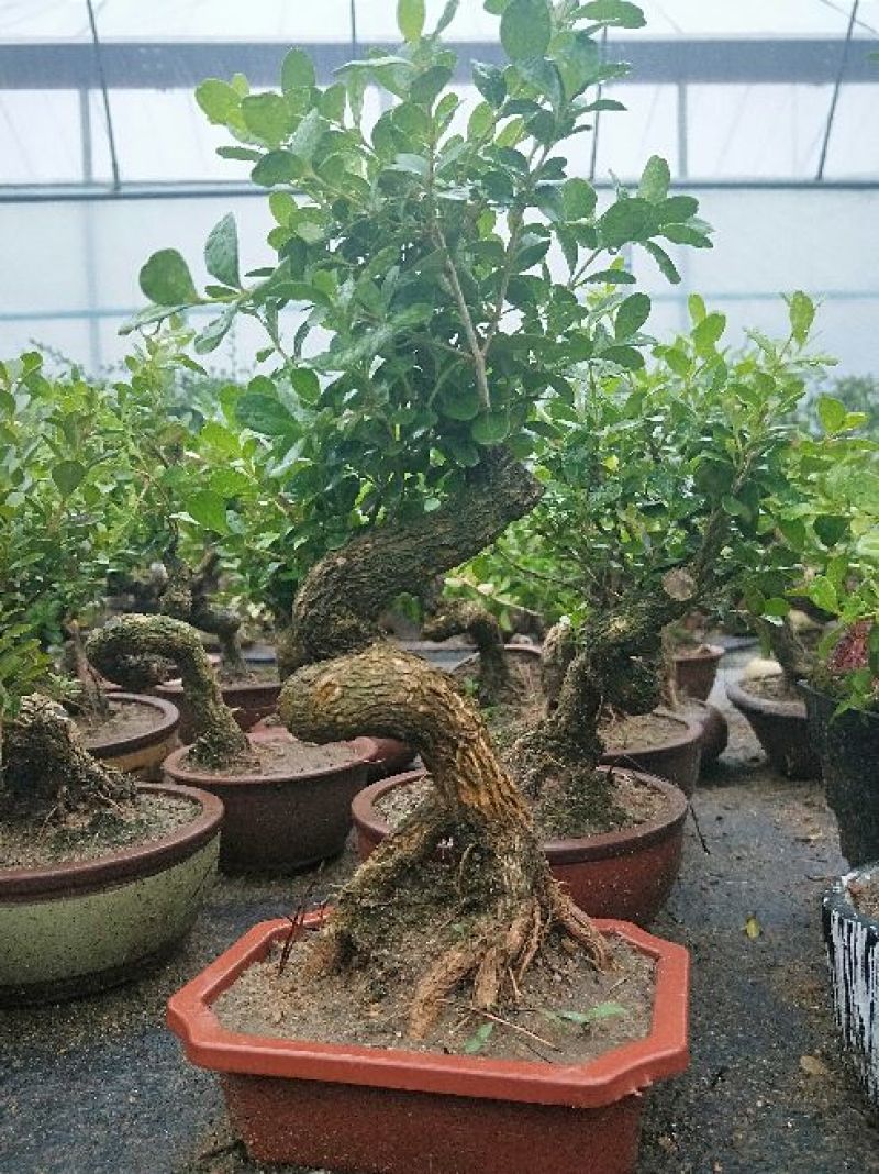 黄杨盆景