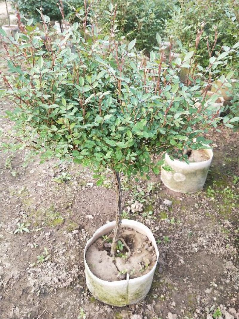 月季花苗