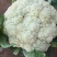 松花菜散花2~3斤乳白