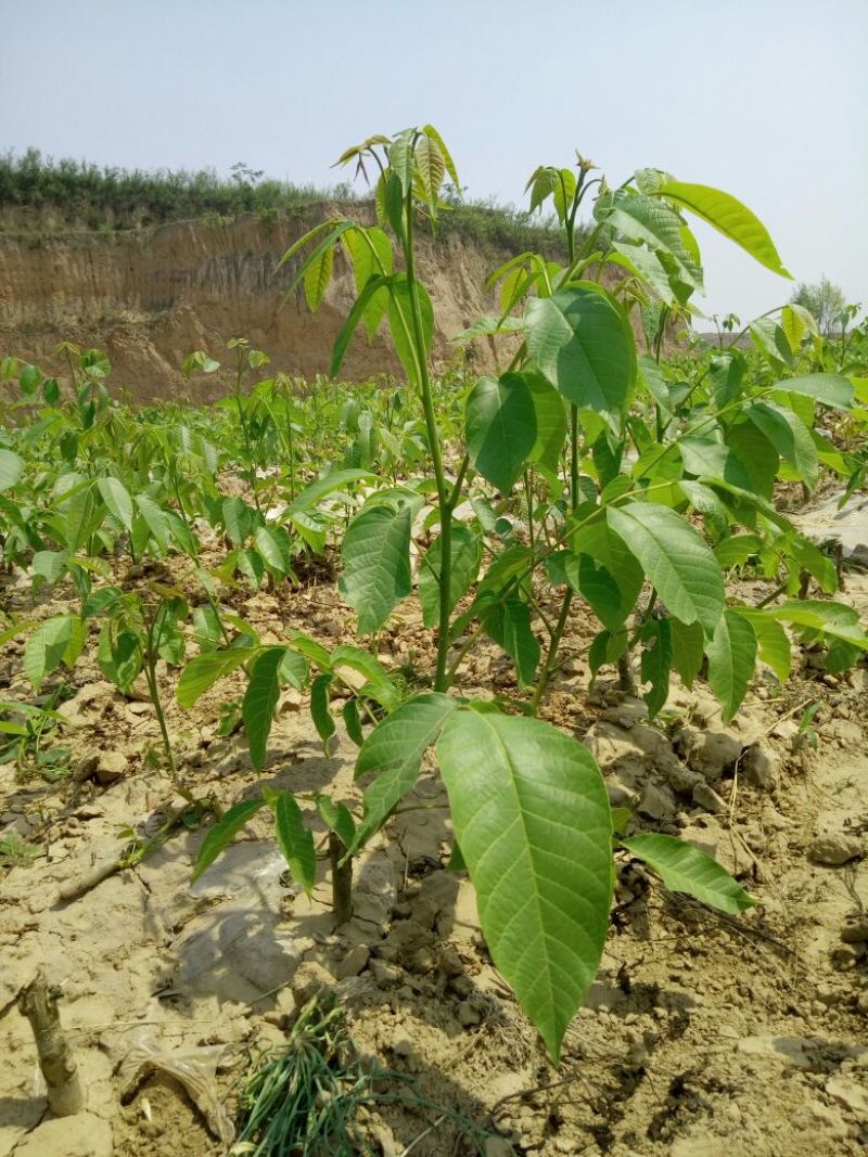 供销各种规挌的优质核桃苗，秋季预定中φ