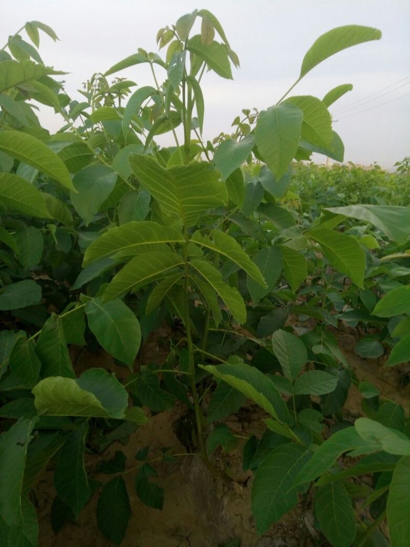 供销各种规挌的优质核桃苗，秋季预定中φ