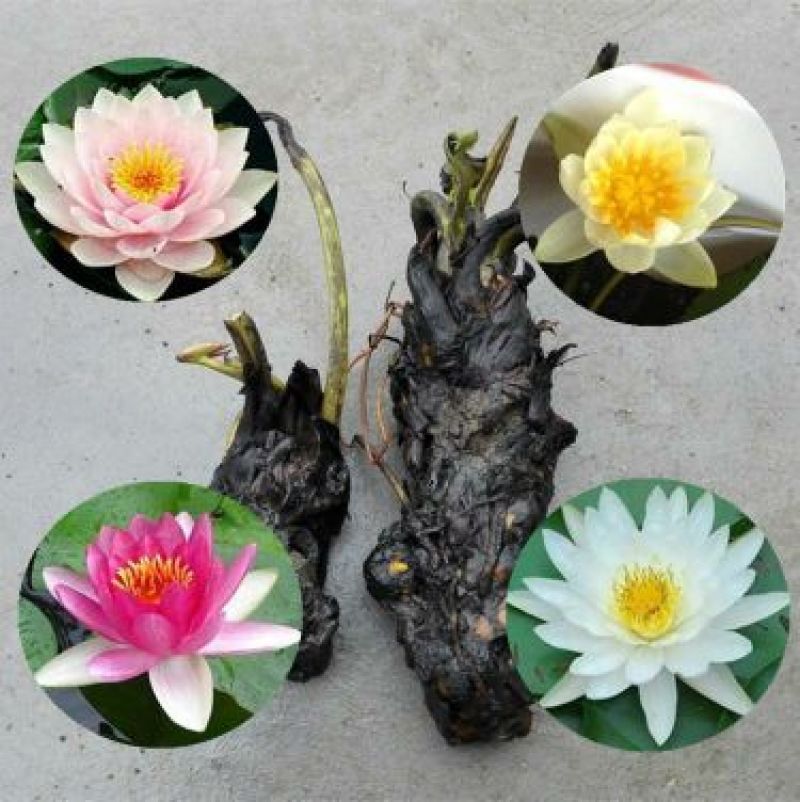 睡莲