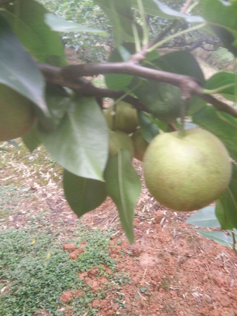 翠冠梨