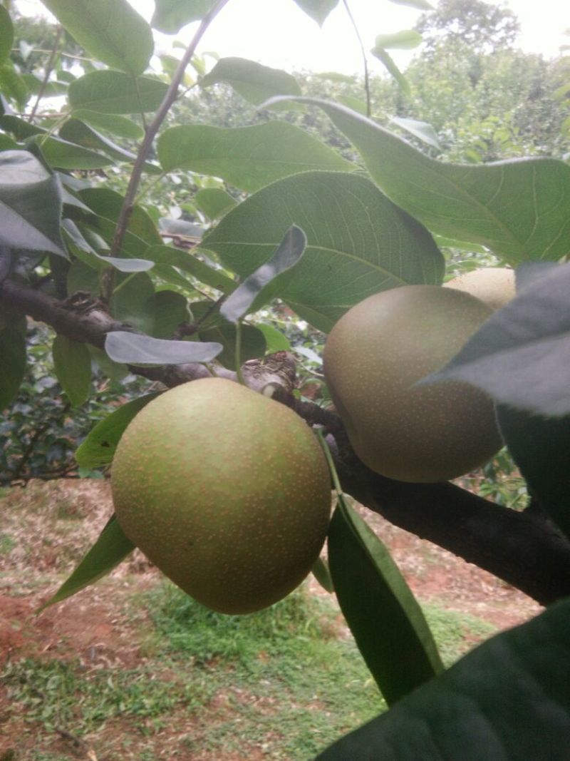 翠冠梨