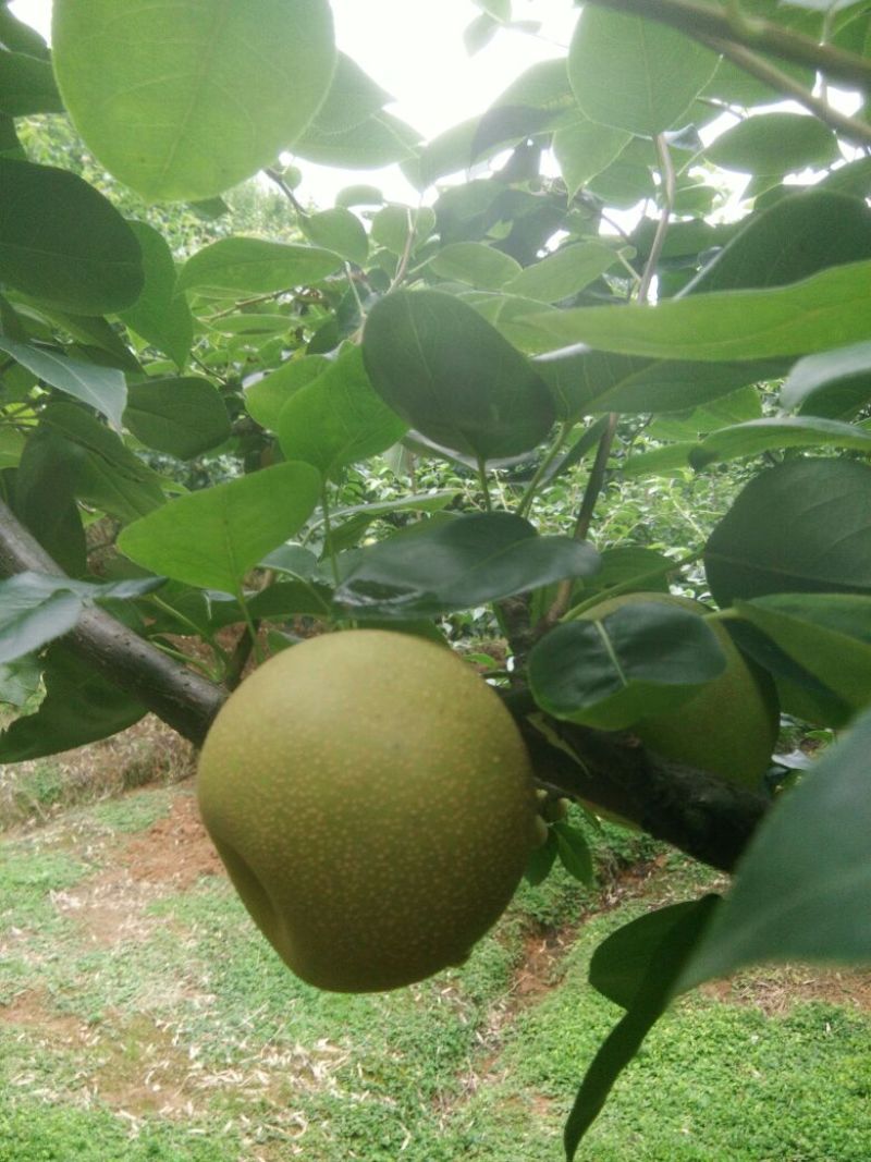 翠冠梨