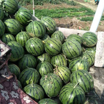 甜王京欣等