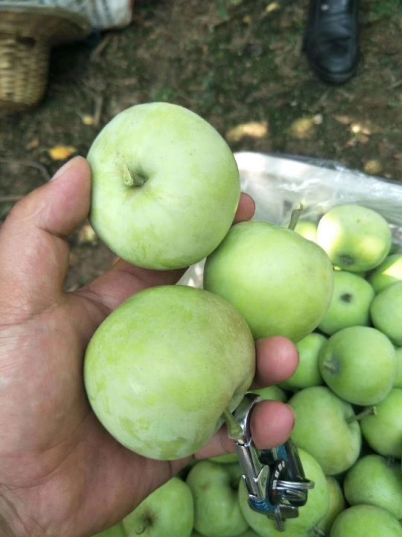 早熟采青美八苹果上市批发山东产地质优价廉，保质保量