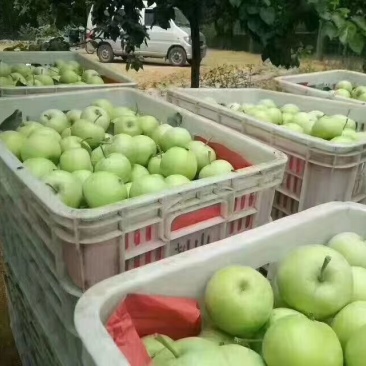 早熟采青美八苹果上市批发山东产地质优价廉，保质保量