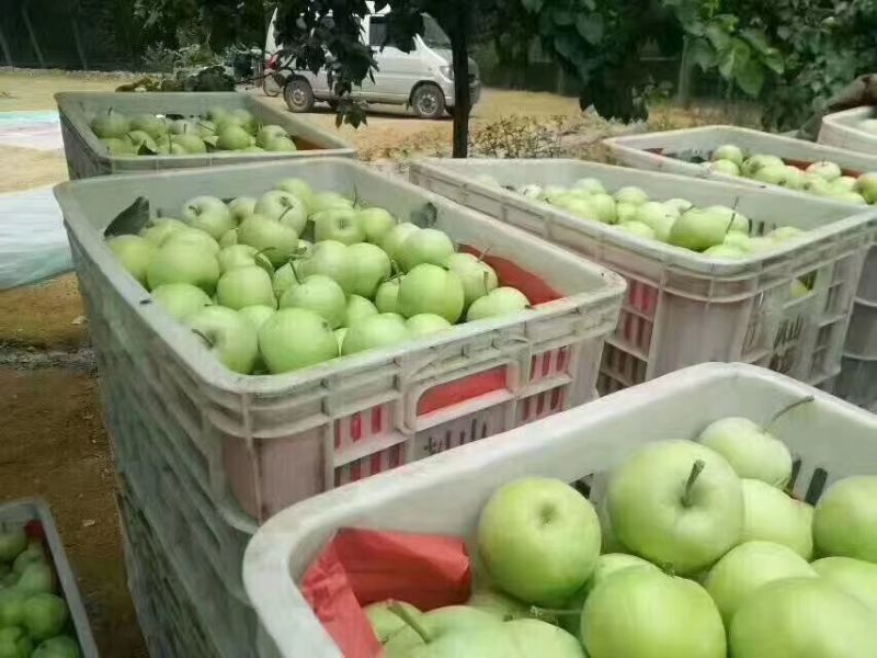 早熟采青美八苹果上市批发山东产地质优价廉，保质保量