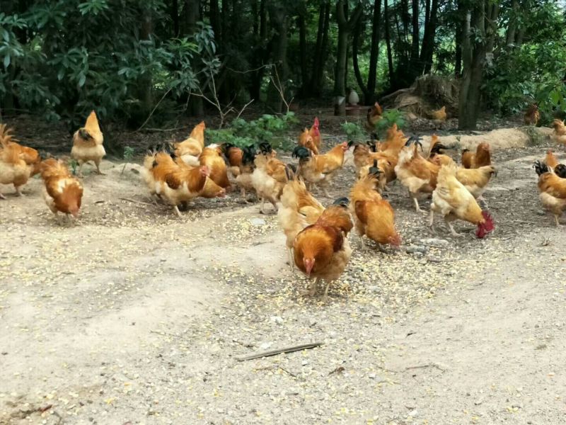 洛宁笨鸡蛋
