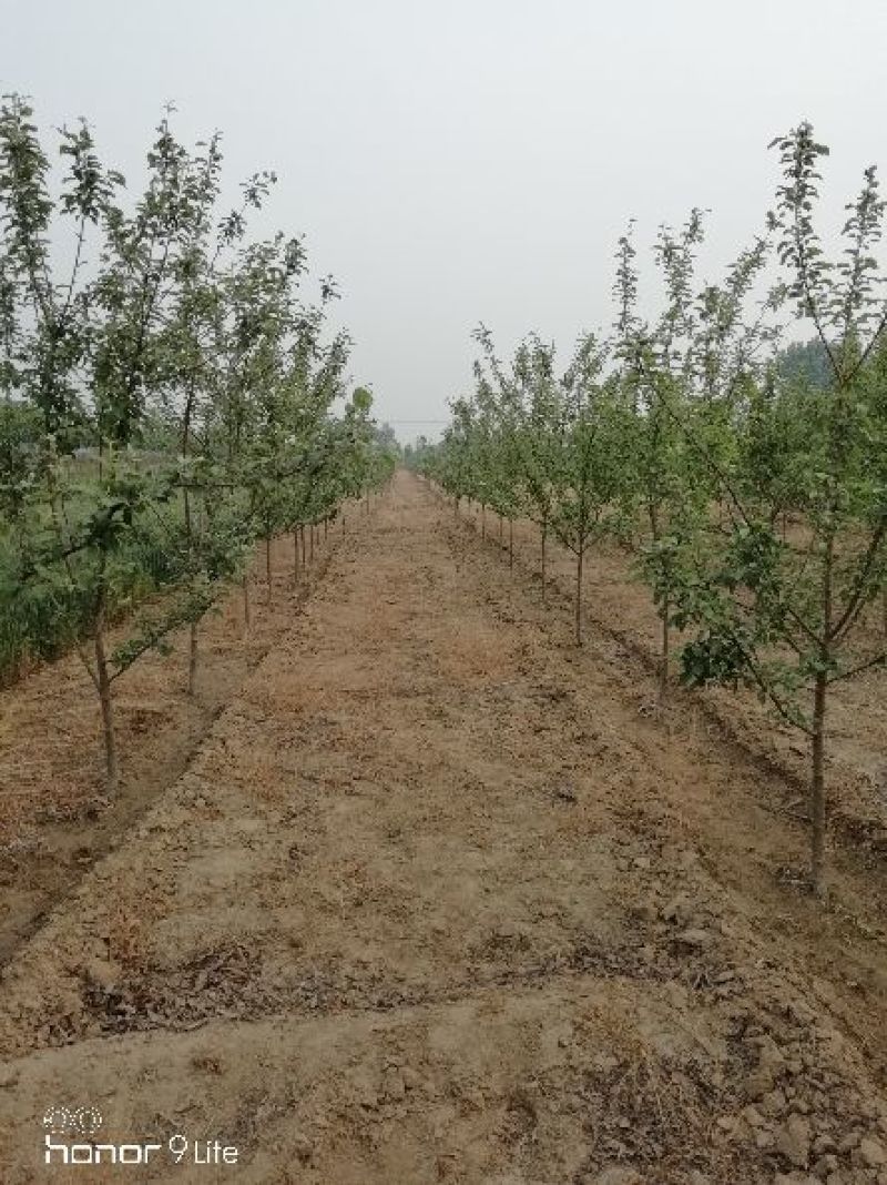 苹果树
