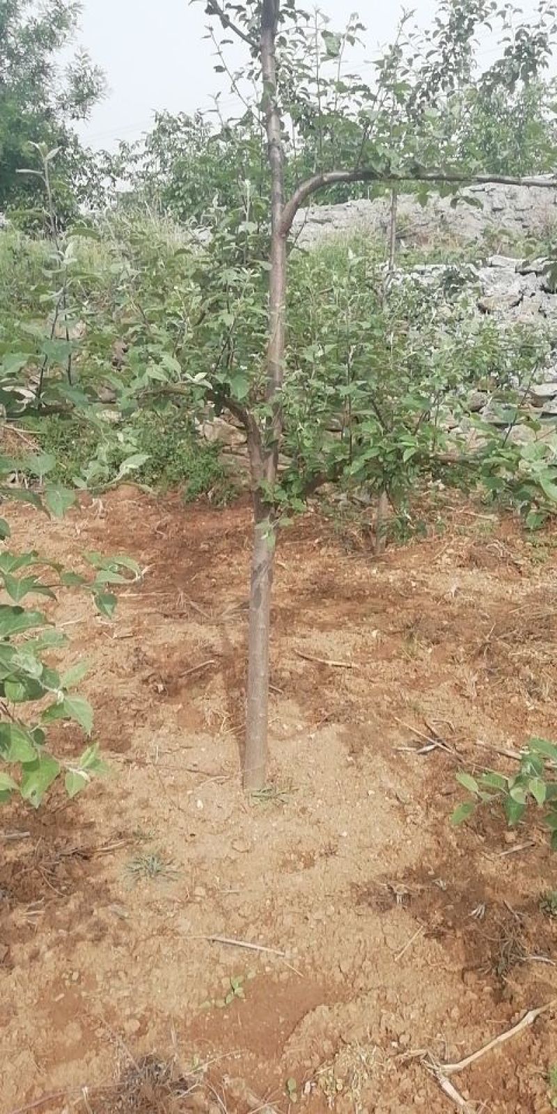 苹果树