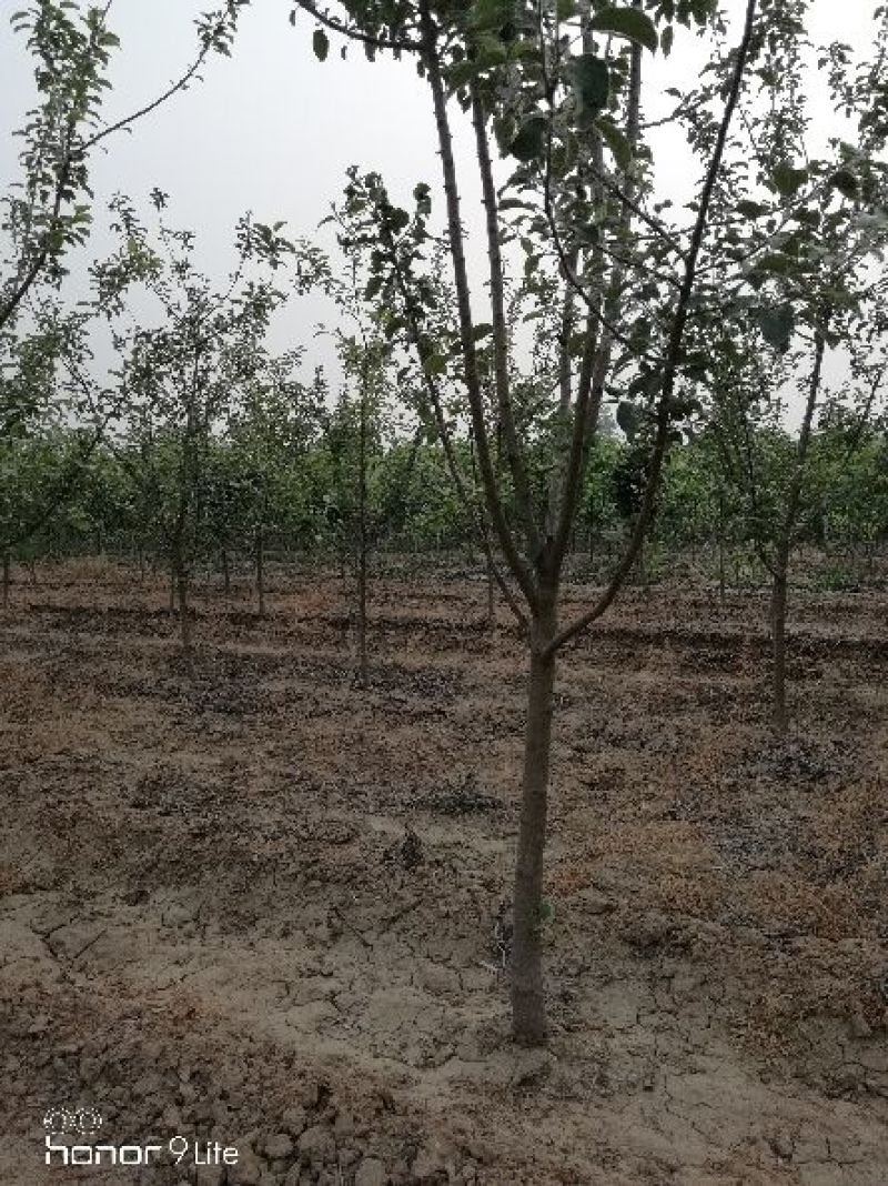 苹果树