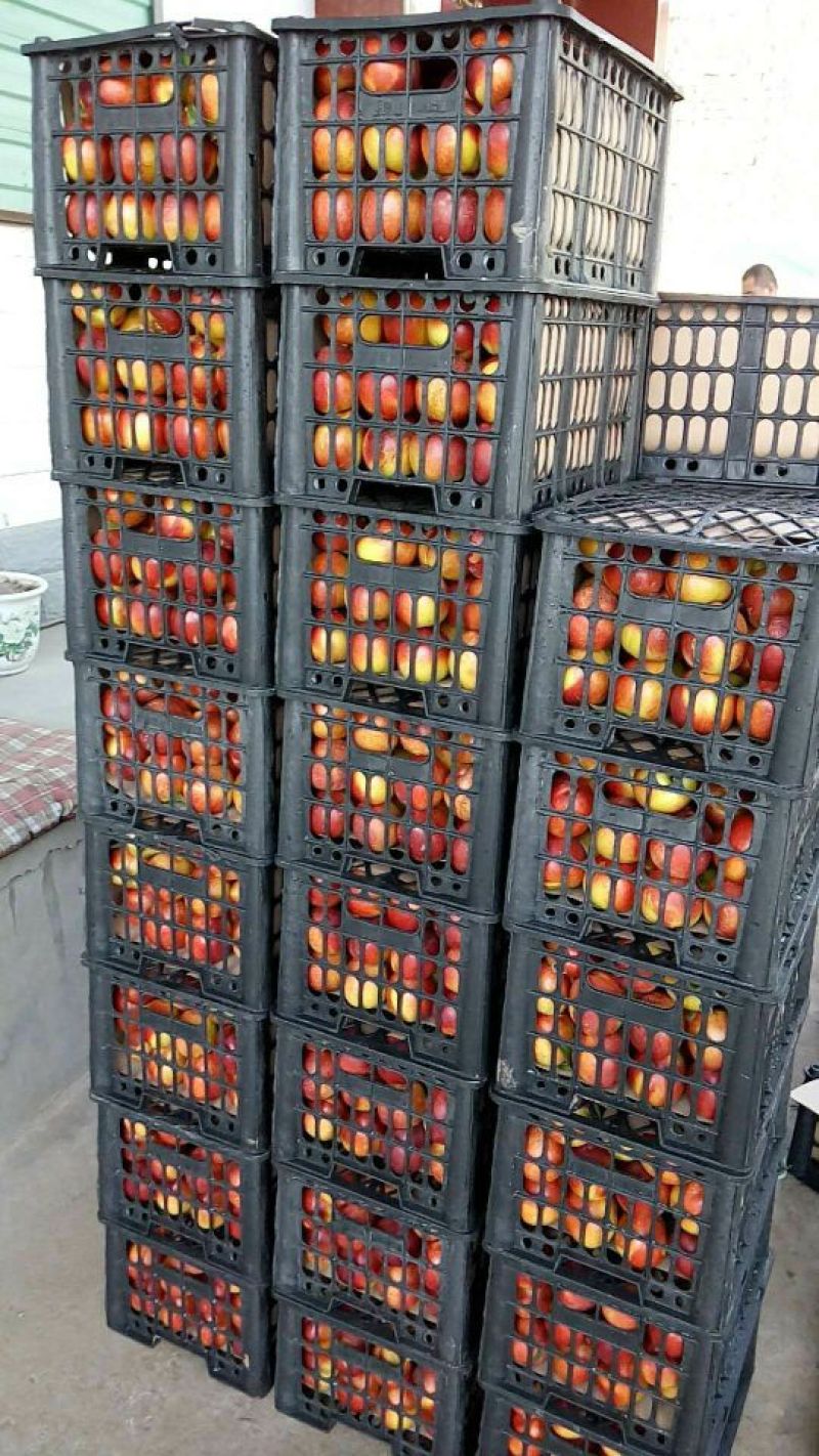 万荣油桃山西油桃大量上市万亩基地产地直销保质保量