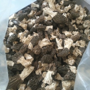 羊肚菌200斤，500一斤，需要的联系
