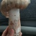 野生大鸡枞菌，产地四川，鲜货，产地直发，野生菌