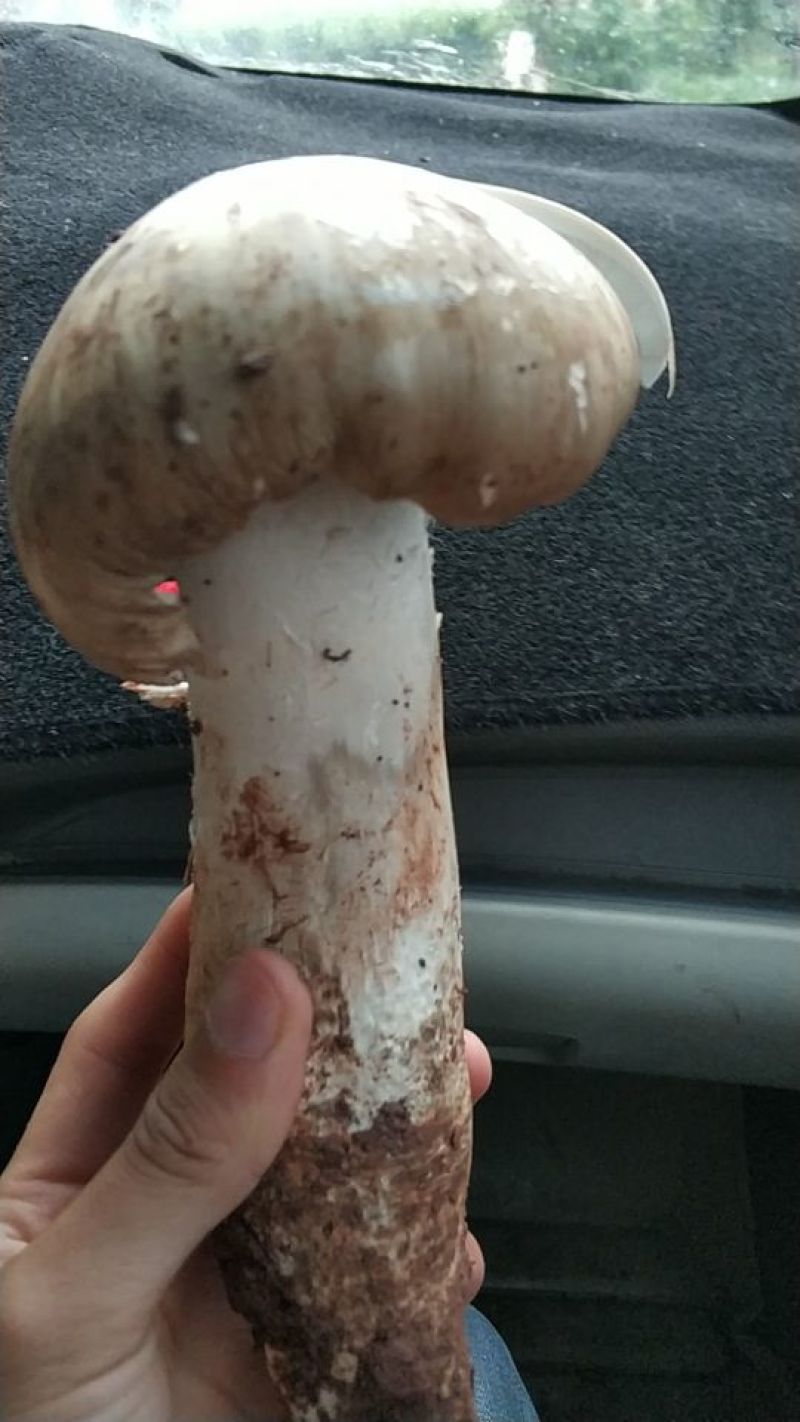 野生大鸡枞菌，产地四川，鲜货，产地直发，野生菌