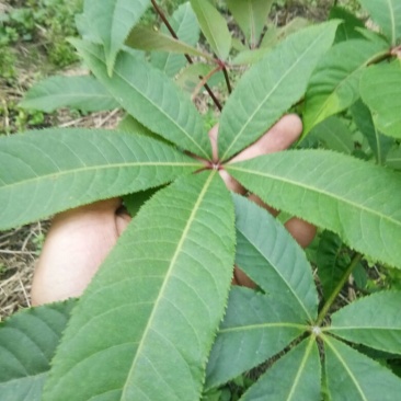 梭罗果树苗